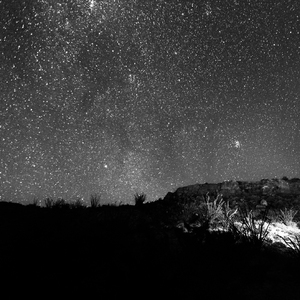 犬父(吃肉的长耳兔)
